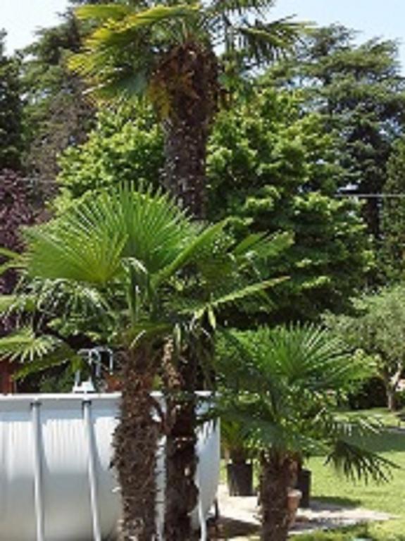 Relais Villa Lezard Lazise Værelse billede